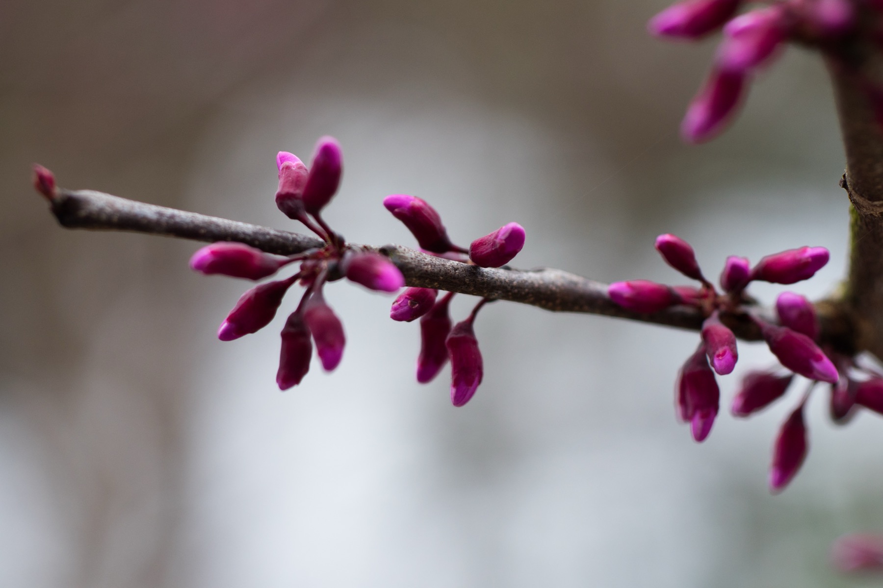 First Bloom